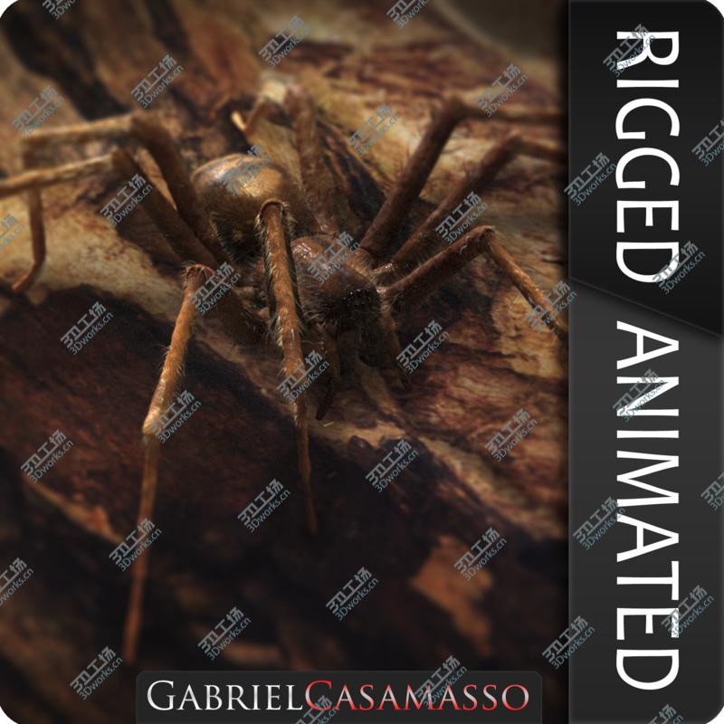 images/goods_img/202104023/Tegenaria Domestica 3D model/1.jpg